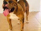 American Bully XL for Crossing