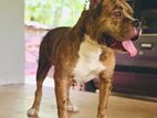 American Bully Xl for Crossing