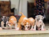 American Bully Puppies