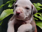 American Bully Xl Puppies