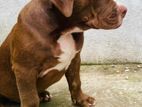 American Bully Xl