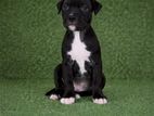 American Bully XL Puppies