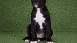 American Bully XL Puppies