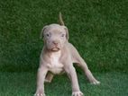 American Bully XL Puppies