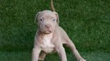 American Bully XL Puppies