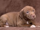 American Bully XL Puppies