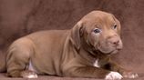 American Bully XL Puppies