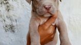 American Bully XL Puppies