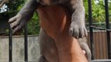 American Bully XL Puppies