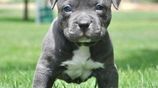 American Bully XL Puppies