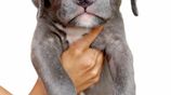 American Bully XL Puppies