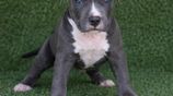 American Bully XL Puppies