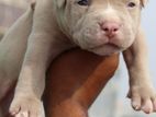 American Bully XL Puppies