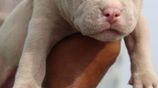 American Bully XL Puppies