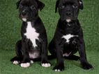 American Bully XL Puppies