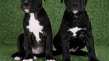 American Bully XL Puppies