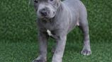 American Bully XL Puppies