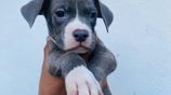 American Bully XL Puppies
