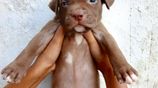 American Bully XL Puppies