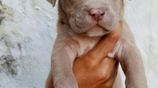 American Bully XL Puppies