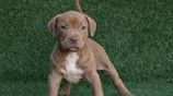 American Bully XL Puppies