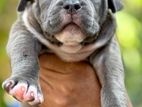 American Bully XL