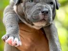 American Bully XL Puppy