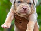 American Bully XL