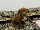 American Bully XL
