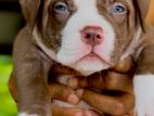 American Bully XL Puppy