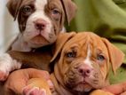 American Bully XL Puppies