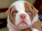 American Bully XL Puppies