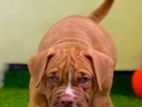 American Bully XL Puppies