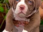 American Bully XL