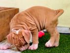 American Bully XL Puppies