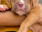 American Bully XL Puppies