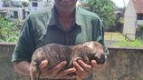 American Bully XL