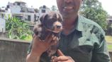 American Bully XL