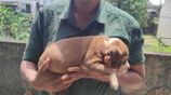 American Bully XL
