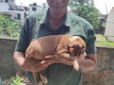 American Bully XL