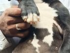 American bully XL