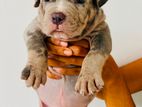 American Bully XL