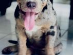 American bully XL