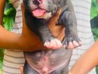 American Bully Xl