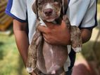American Bully XL Puppy