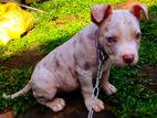 American Bully XL Puppies