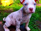 American Bully XL Puppies
