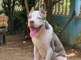 American Bully XL Puppy