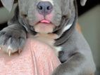 American Bully XL Puppy