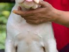 American Bully XL Puppy